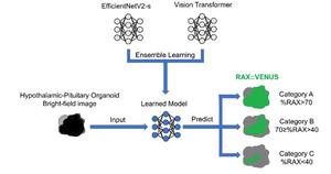 Training process for the two deep-learning models