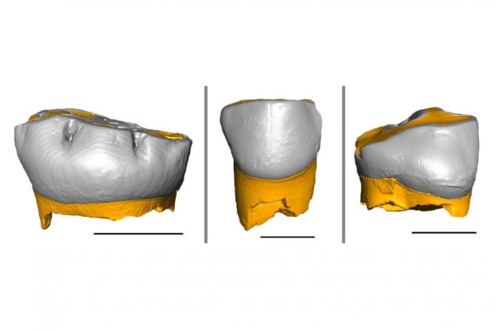 3D Reconstruction Of The Three Neanderthal Milk Teeth Analyzed