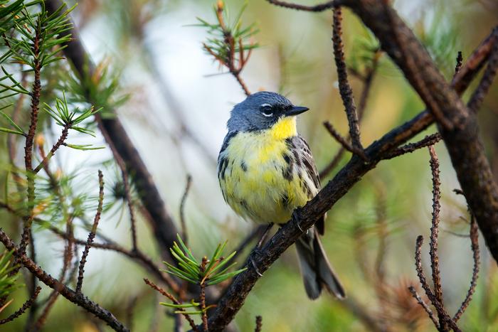 Male Kirtland's warbler