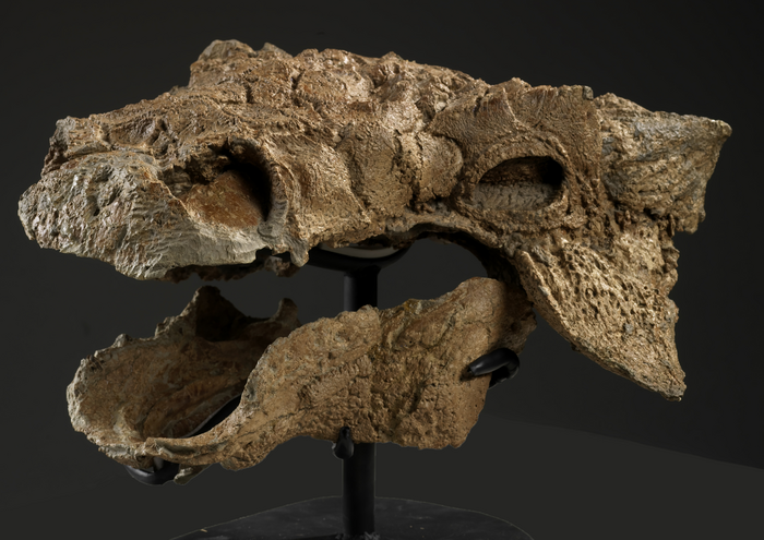 Zuul crurivastator skull