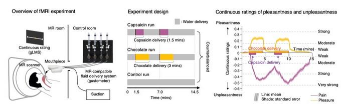 Figure 1. Overview of the fMRI experiment