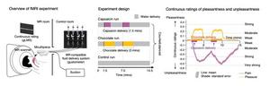 Figure 1. Overview of the fMRI experiment