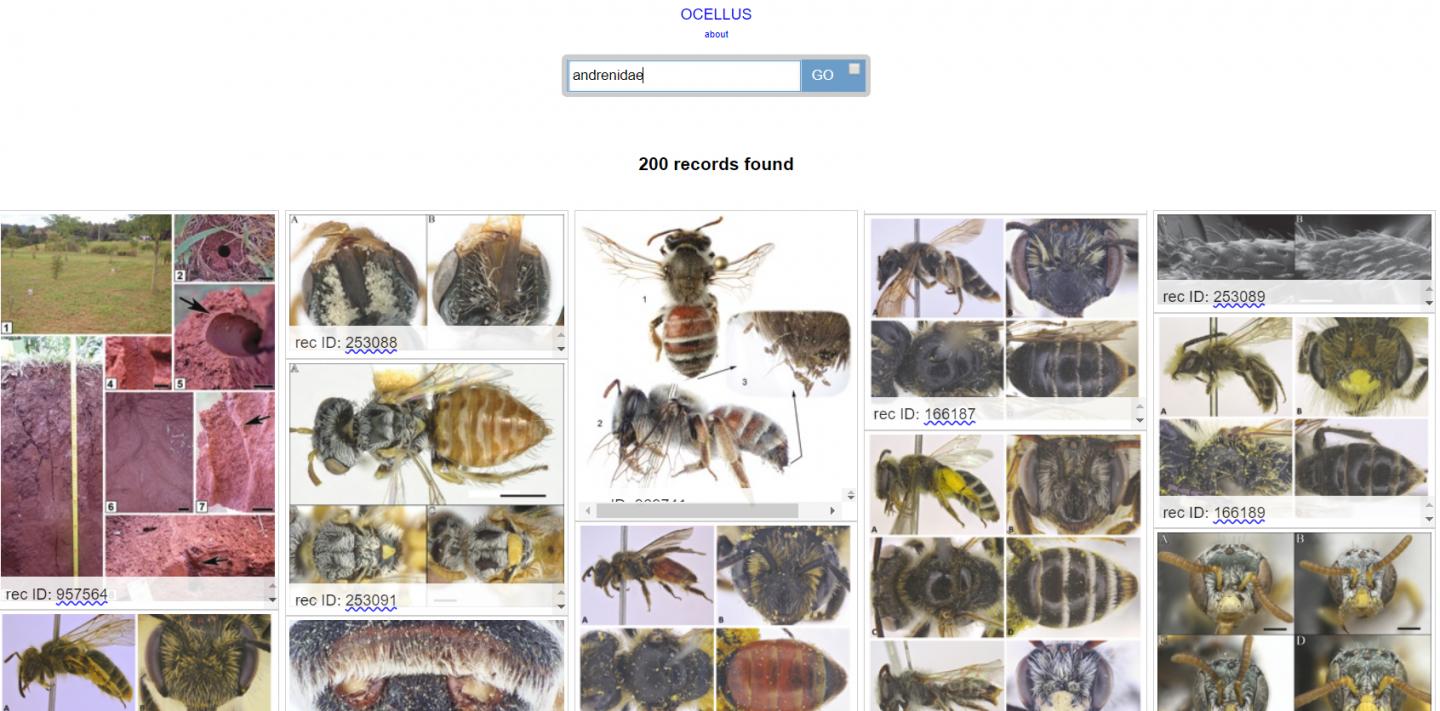 Visual Search Results from the Biodiversity Literature Repository