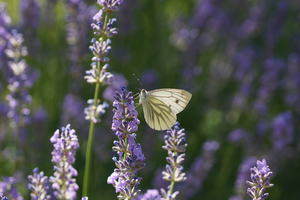 green veined white butterfly