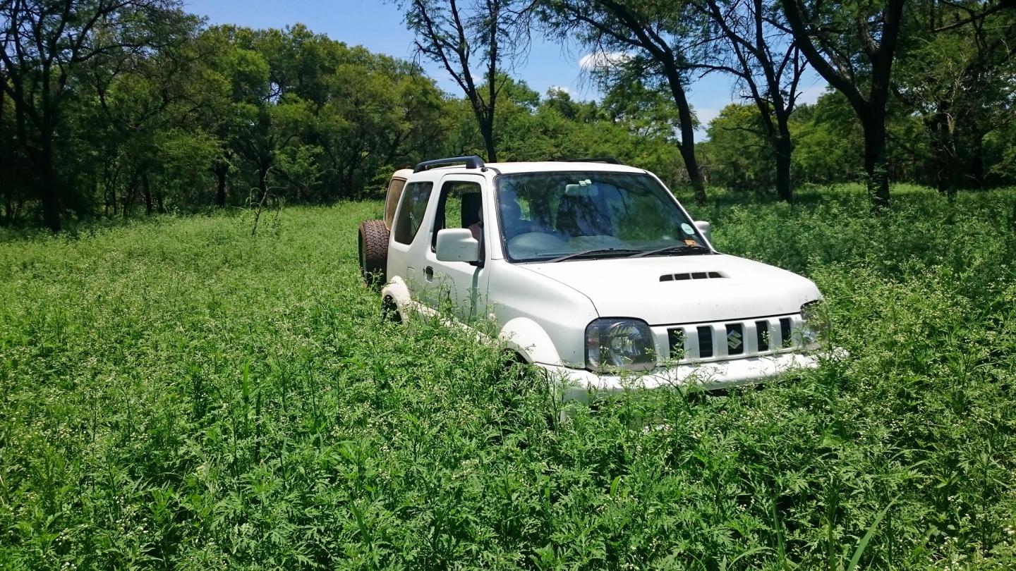 Field of Parthenium