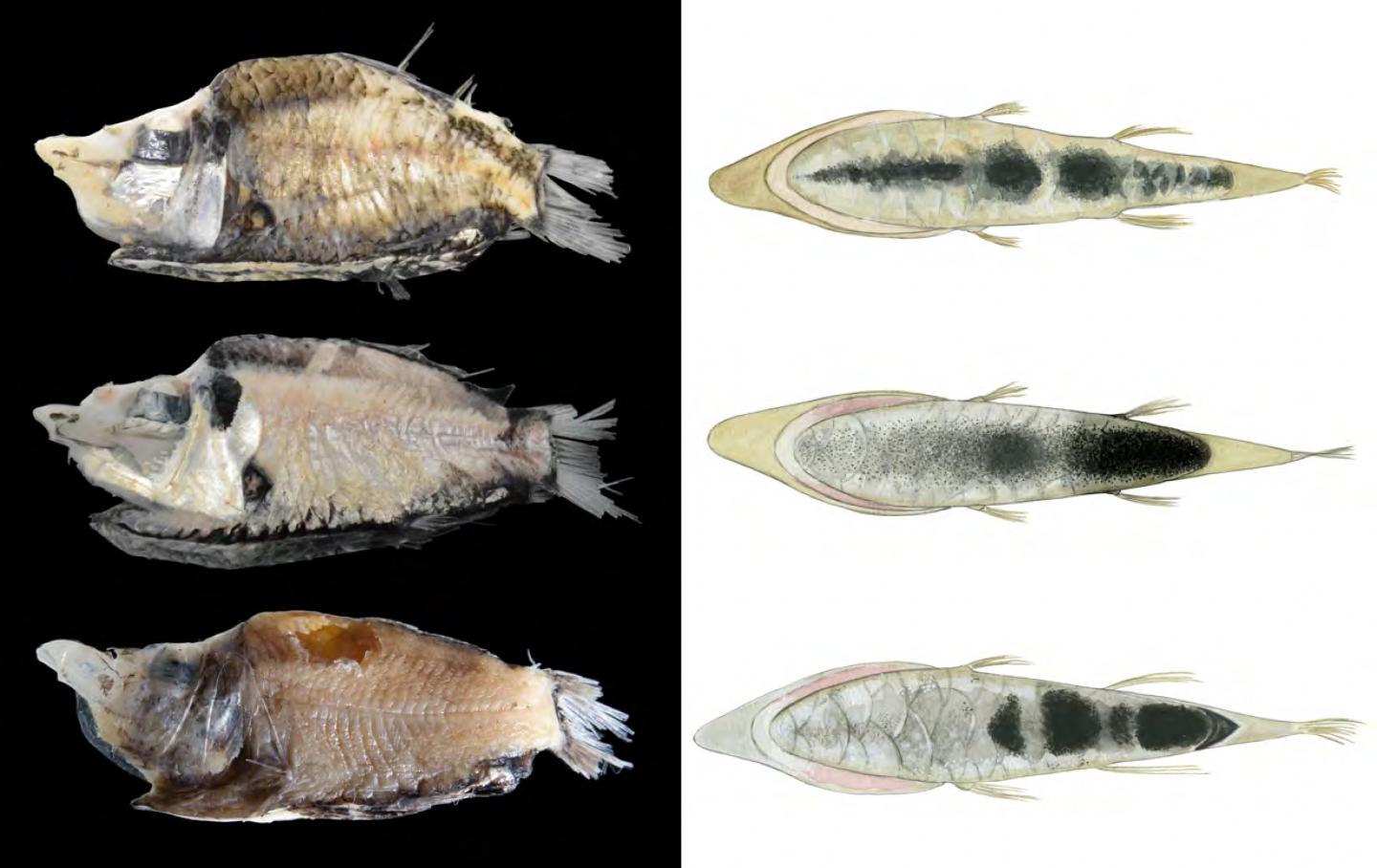 Morphological Analysis of a Light-Controlling Organ Suggests Two New Deep-Sea Fish Species