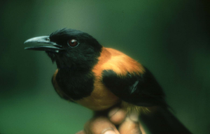 A poisonous Pitohui bird