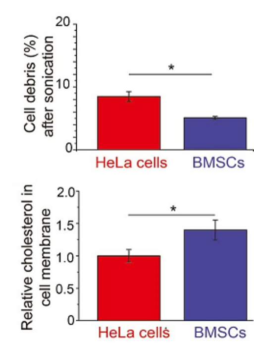 Stem cell membranes contain more cholesterol than other cell types