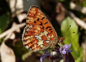 Pearl-bordered fritillary (Boloria euphrosyne)