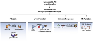 Overview of hepatic proteomic and phosphoproteomic signatures identified in alcohol-associated hepatitis (AH) and alcohol-associated cirrhosis (AC).