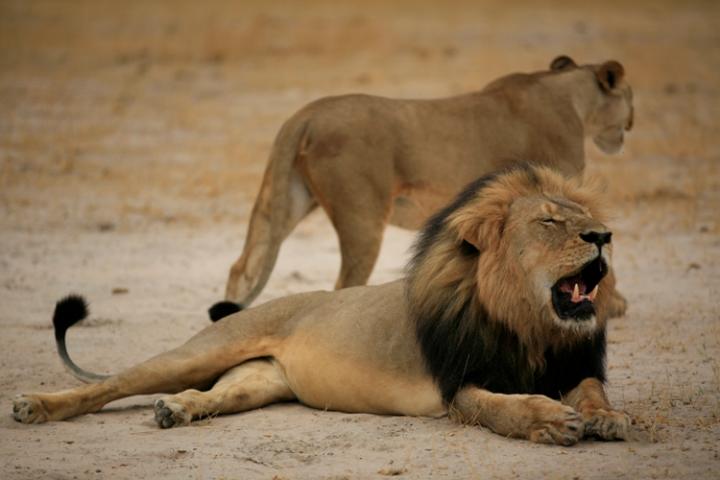 African Lions