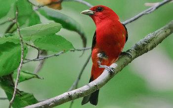 Male Scarlet Tanager on a Branch