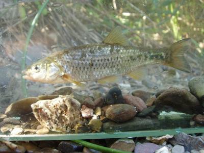 <i>Squalius aradensis</i>