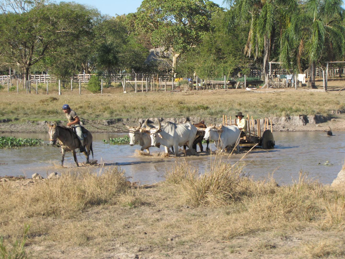 Farming in Llanos de Mojos (2 of 2)