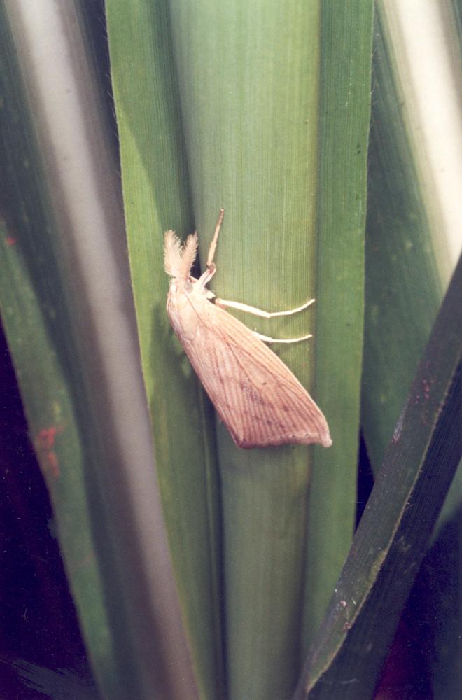 <em>Diatraea saccharalis</em>