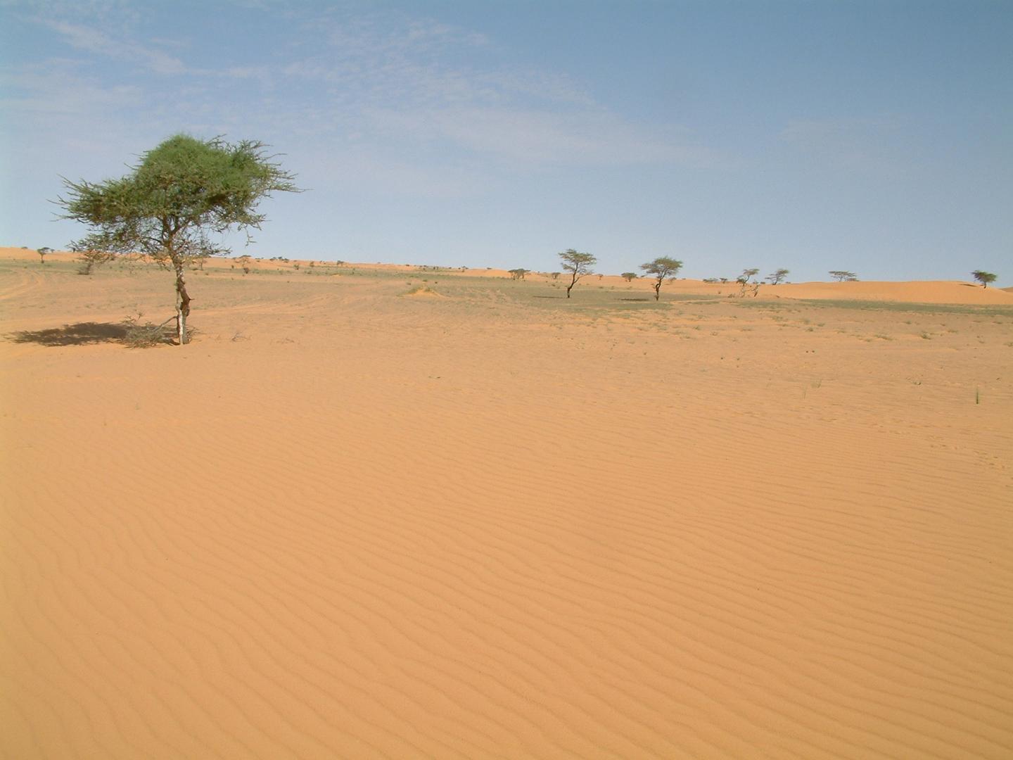 The Mauritanian Sahara after a rainy day.