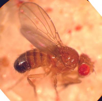 Drosophila