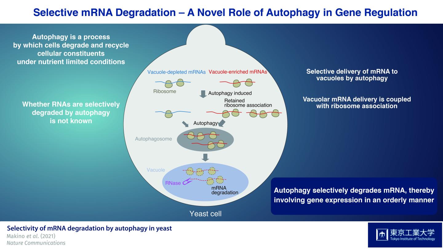 Figure 1. Schematic illustration of autophagy-mediated mRNA degradation in yeast
