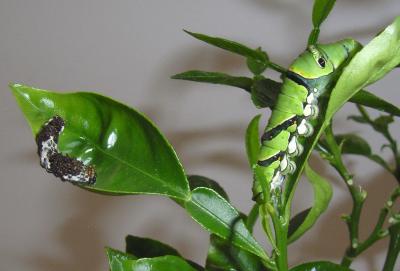 Extreme Camouflage for Caterpillars