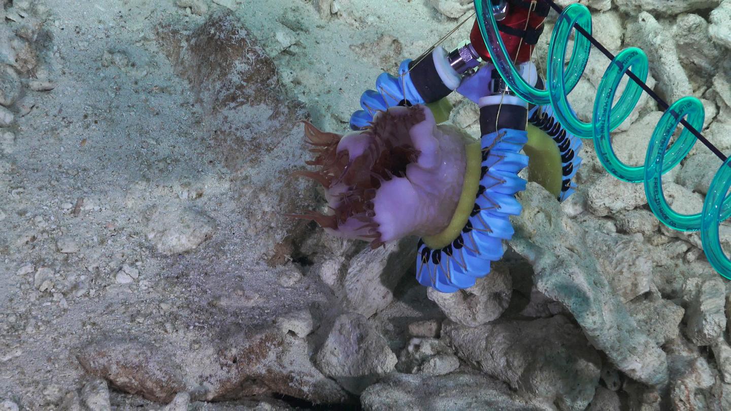 Sea Anemone Pick Up