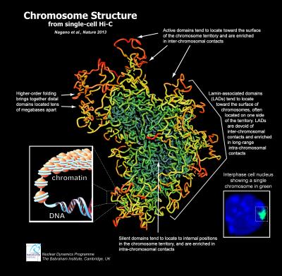 Chromosome Structure