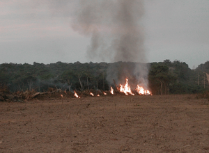 Fire in the Amazon