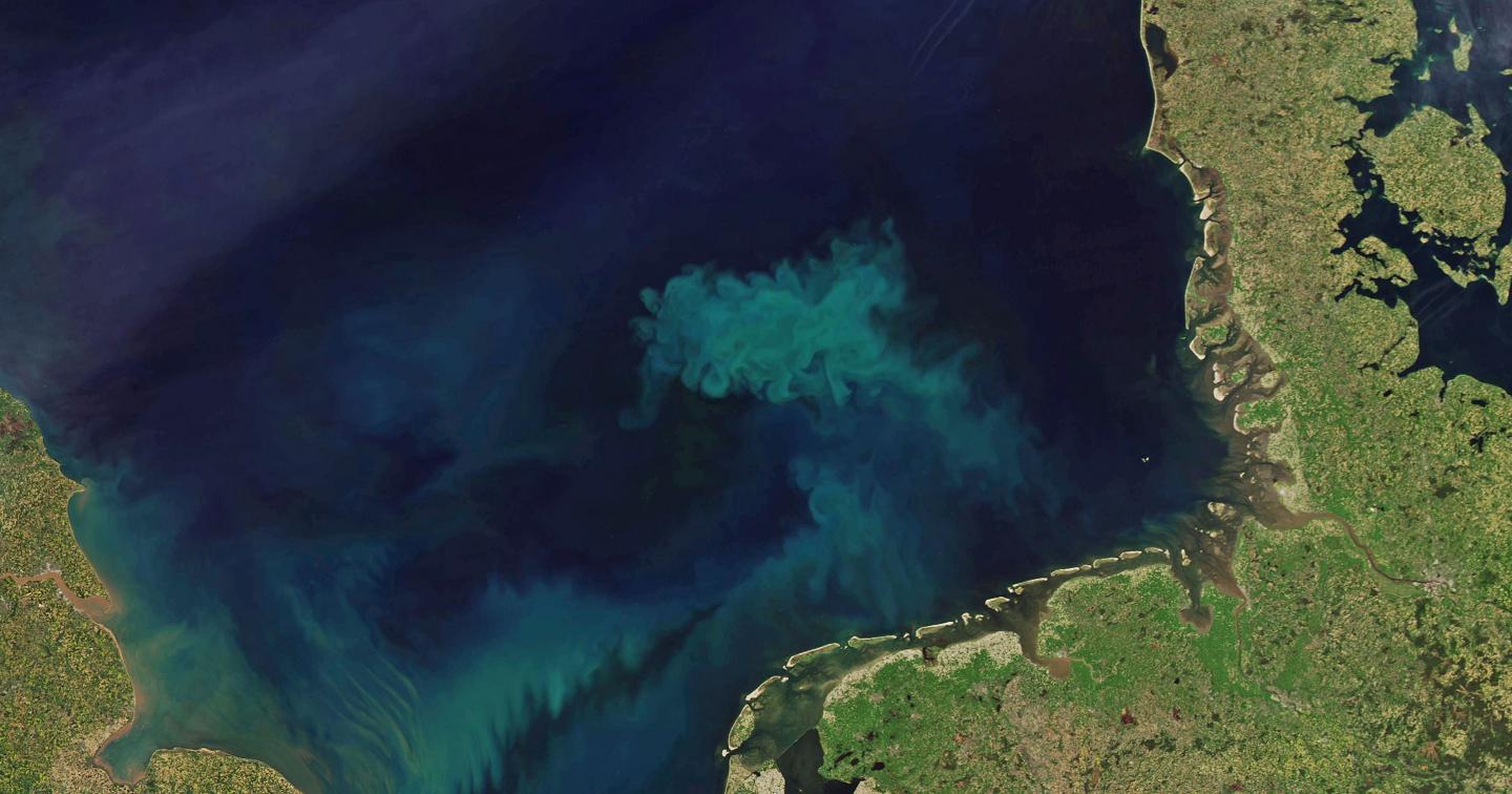 Satellitenbild einer Algenblüte in der Deutschen Bucht
