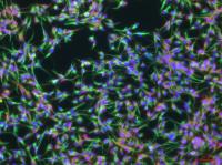 Chemically Induced Neural Stem Cells
