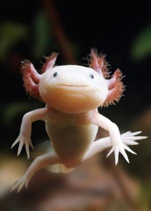 The Axolotl
