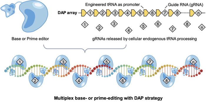 GENE 1