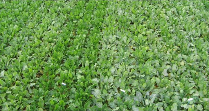 Powdery Mildew Disease Trial