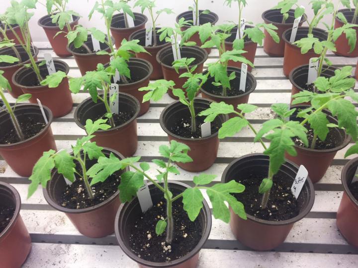 Tomatoes in Growth Chamber