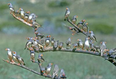 Zebra Finches