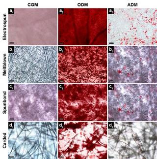 Figure Showing Successful Cell Lines