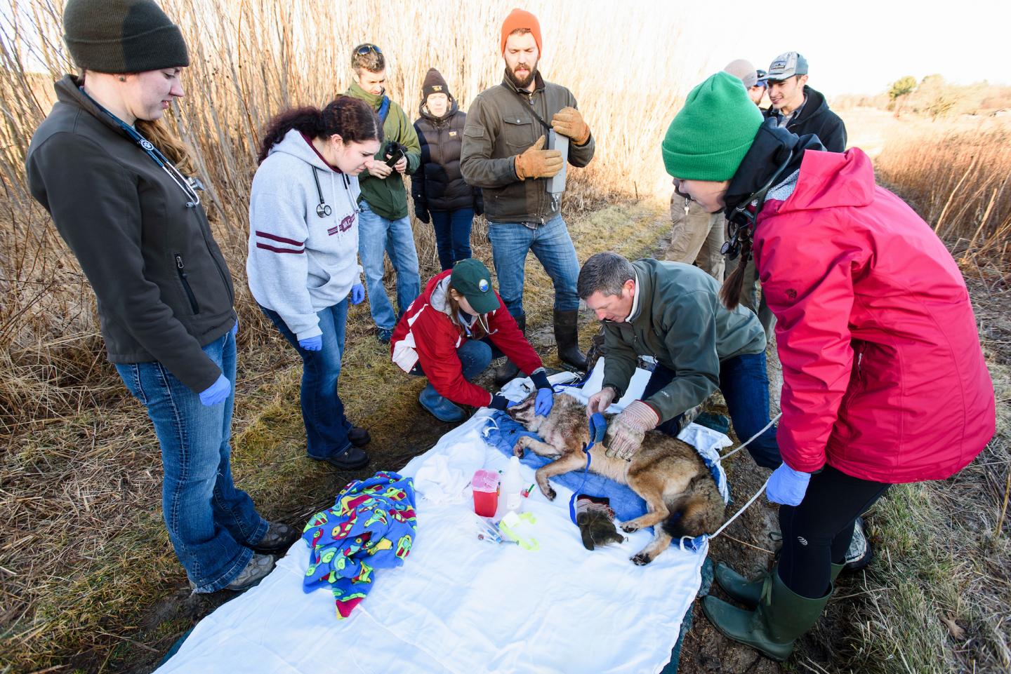Miranda Torkelson, Kaylyn Goertz, Holly Hovanec and Melanie Iverson, University of Wisconsin-Madison
