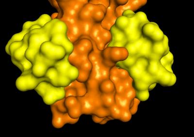 A Potential Drug for Blocking HIV