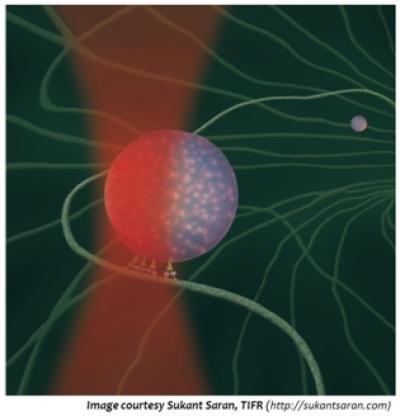 Laser Trapping a Phagosome inside a Cell