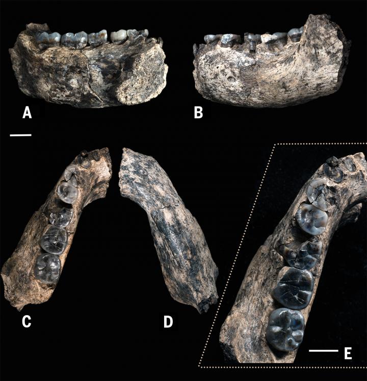 The Oldest Fossil Of Homo On The Books | EurekAlert!