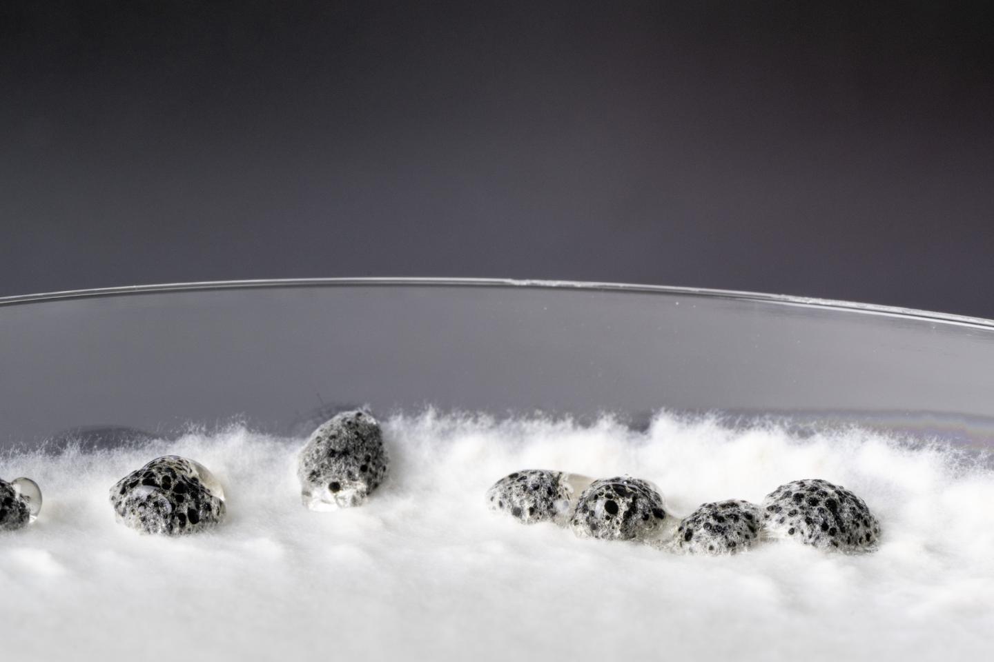 Sclerotinia sclerotiorum on Medium