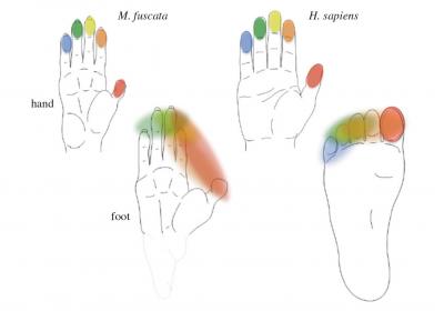 The Shape of the Hand and the Foot in 2 Primate Species