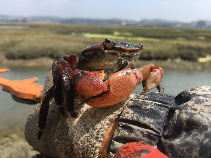 Striped Shore Crab