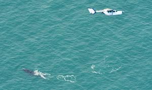 Aerial Survey for Whales