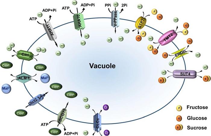 Model of identified vacuolar transports in regulating quality formation in citrus.