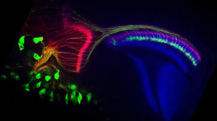 Photoreceptor Axons of the Developing Drosophila Visual System