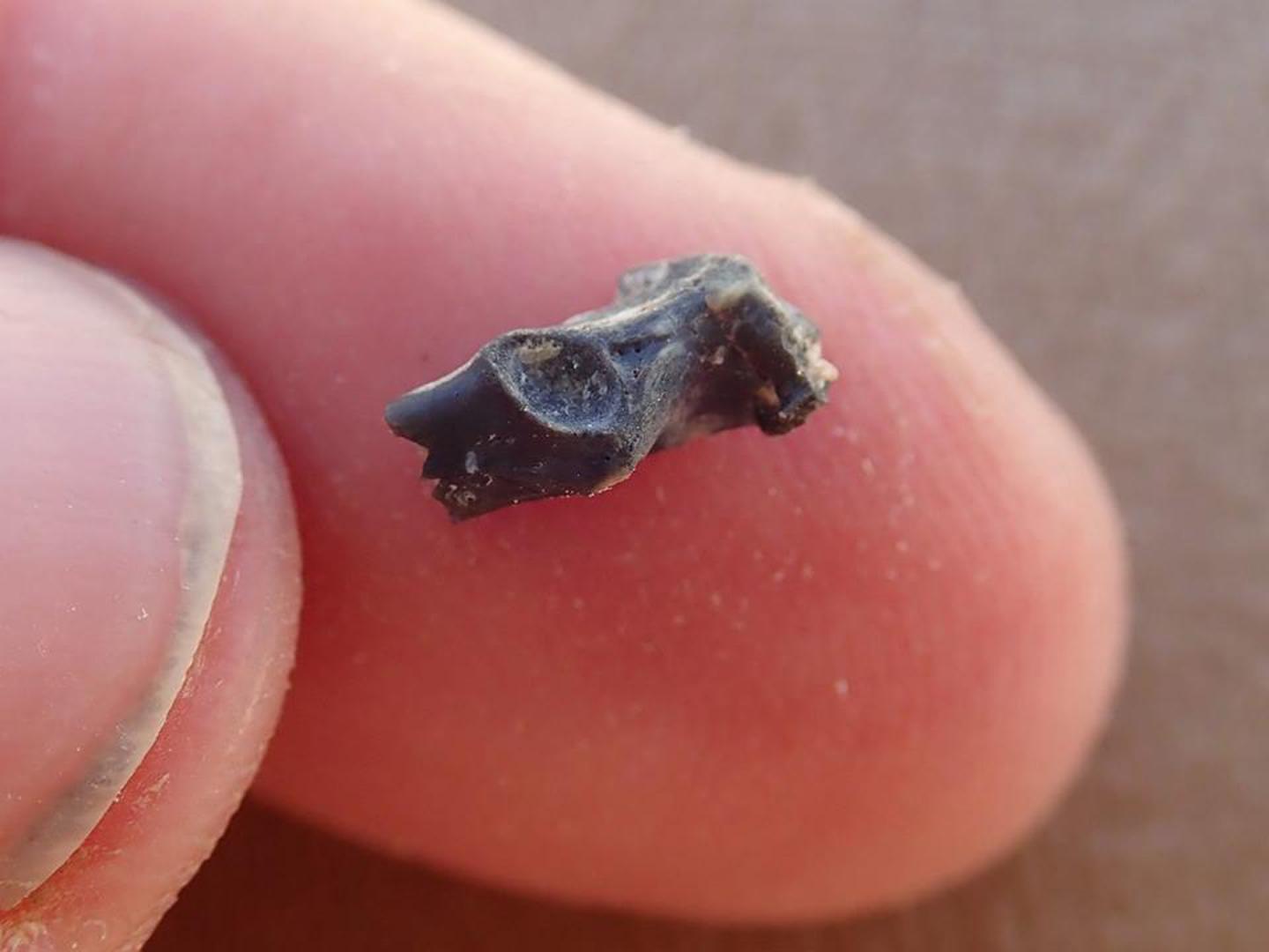 Fossil specimen as discovered in the field