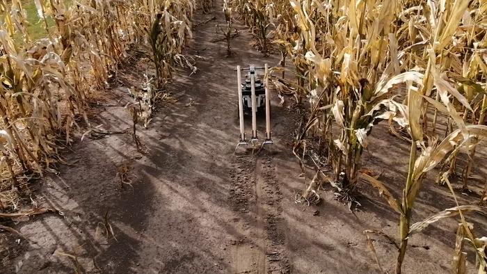 An agricultural robot pulls hoes across the soil between rows of corn.