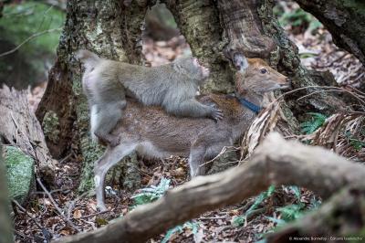 Unlikely Couple: Liaison Between a Sika Deer and a Japanese Snow Monkey