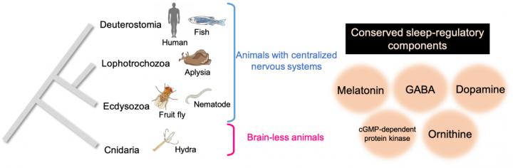 Shared sleep factors