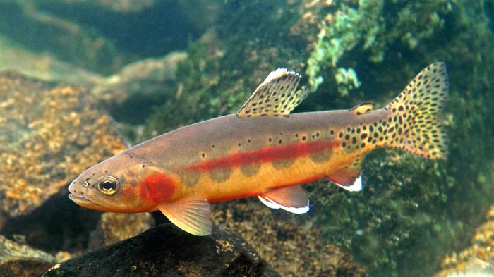 Golden trout in Wyoming