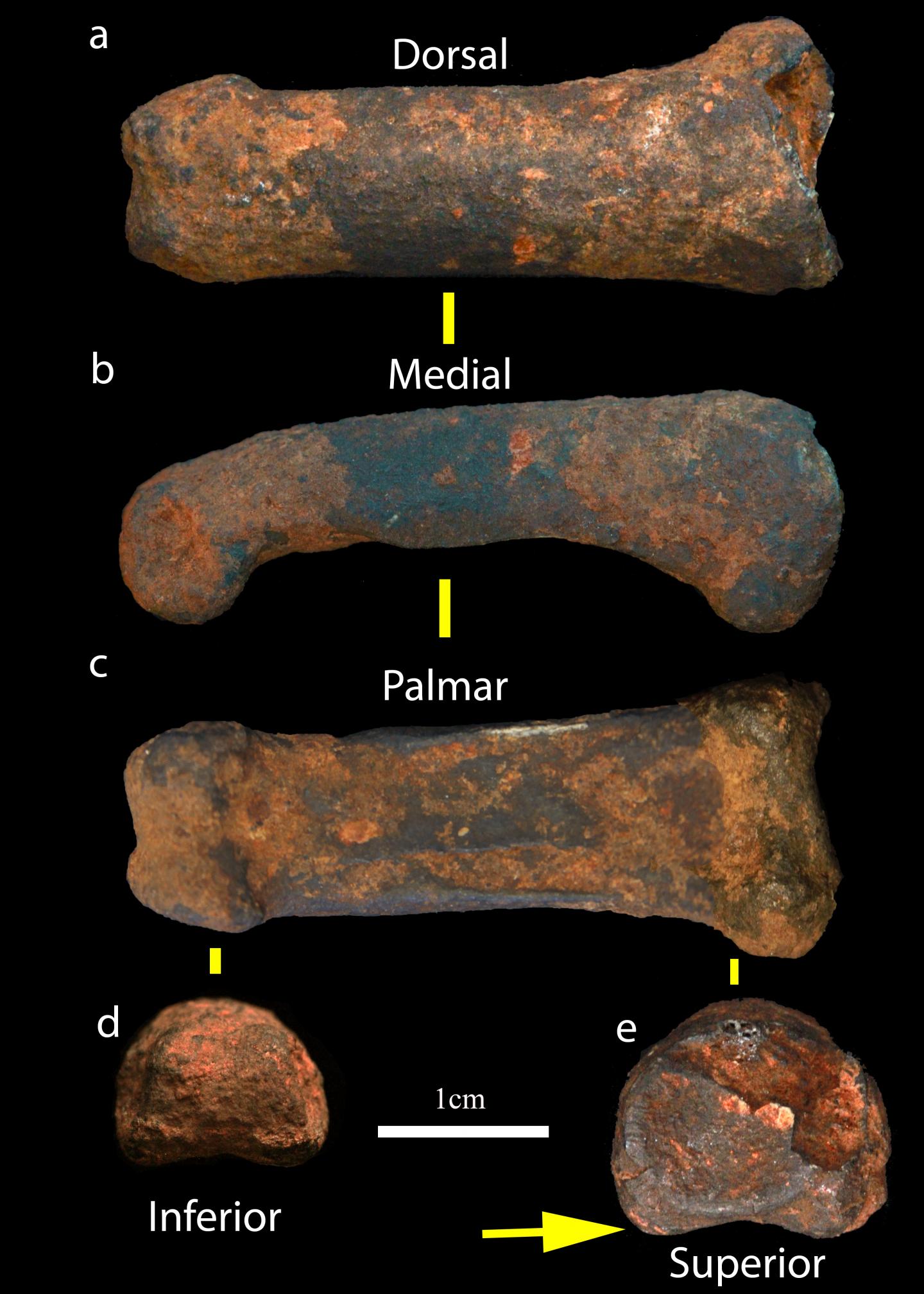 Homonin Finger Bone